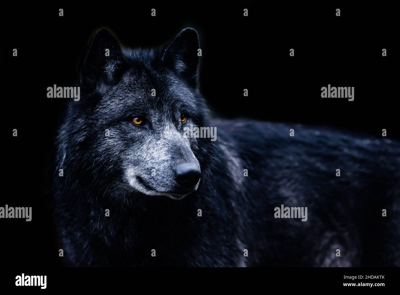 Schwarzer Wolf mit schwarzem Hintergrund Stockfoto