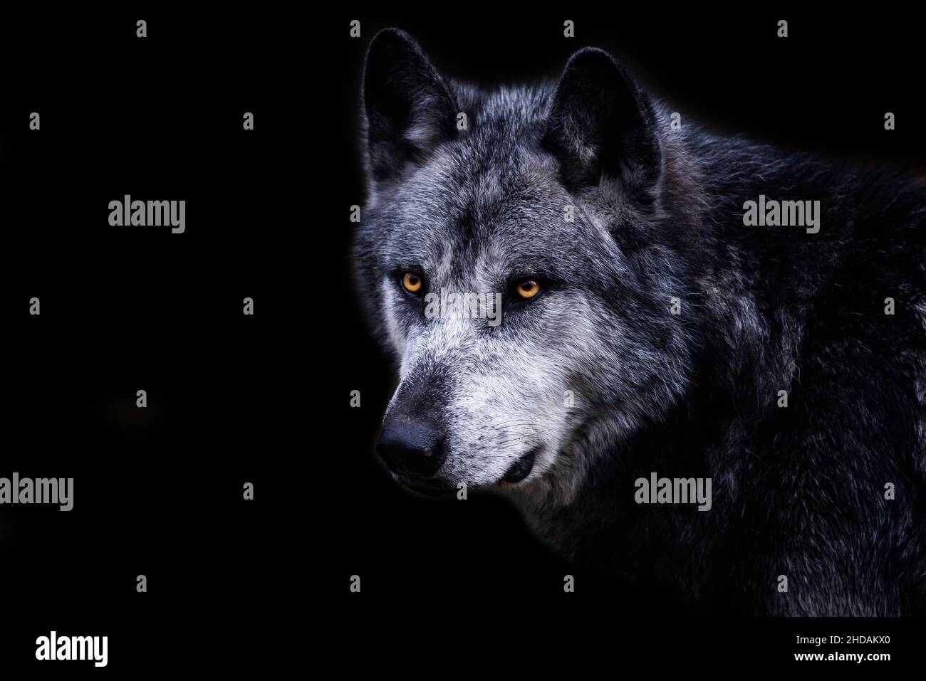 Schwarzer Wolf mit schwarzem Hintergrund Stockfoto