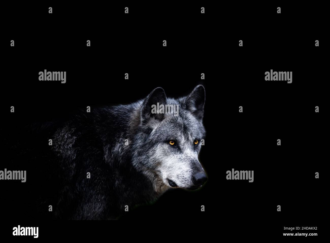 Schwarzer Wolf mit schwarzem Hintergrund Stockfoto
