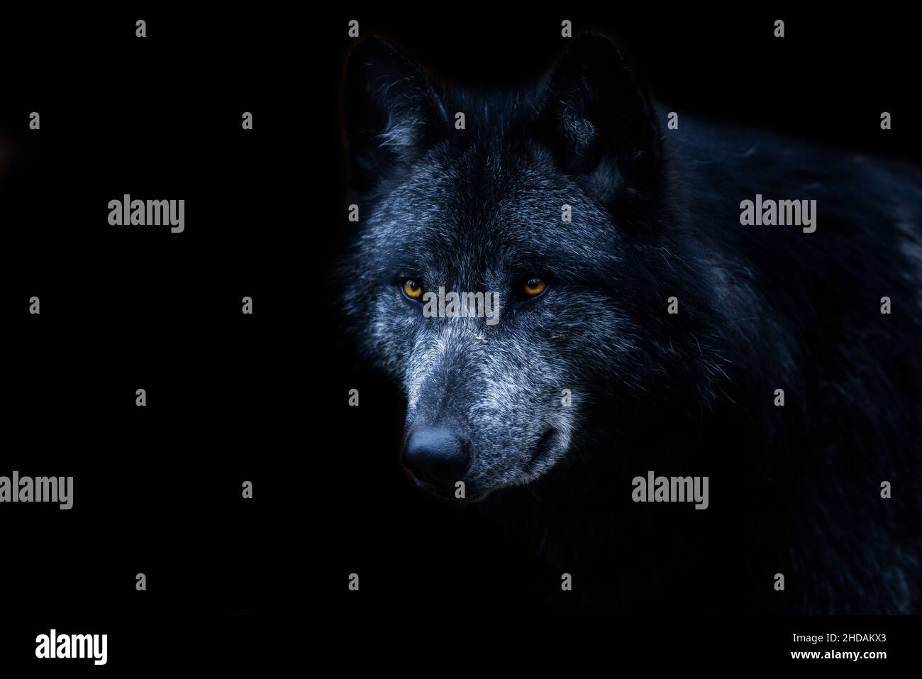 Schwarzer Wolf mit schwarzem Hintergrund Stockfoto