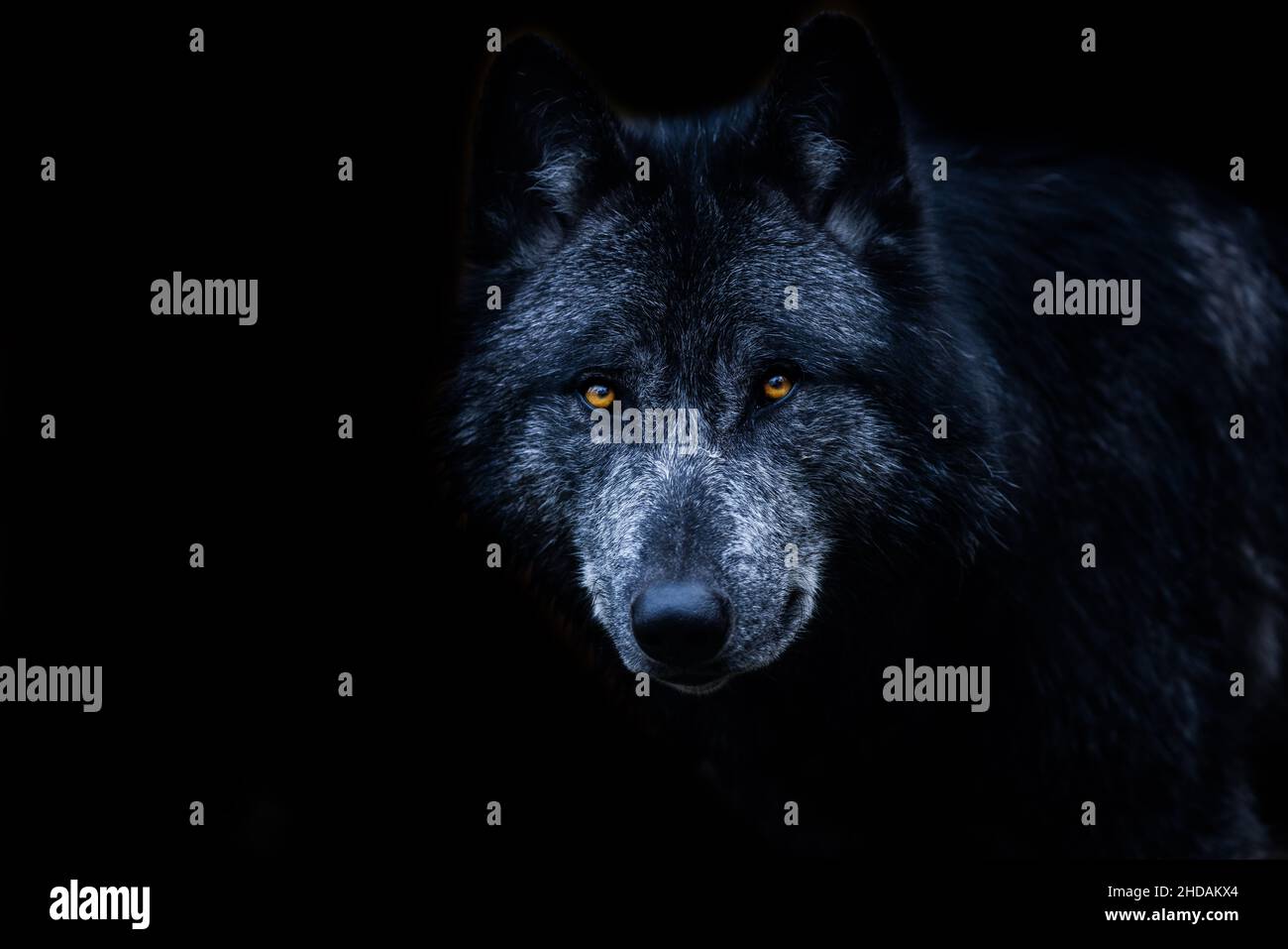 Schwarzer Wolf mit schwarzem Hintergrund Stockfoto