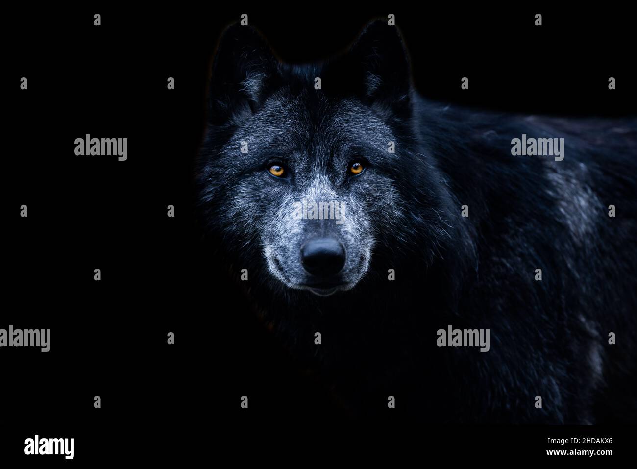 Schwarzer Wolf mit schwarzem Hintergrund Stockfoto