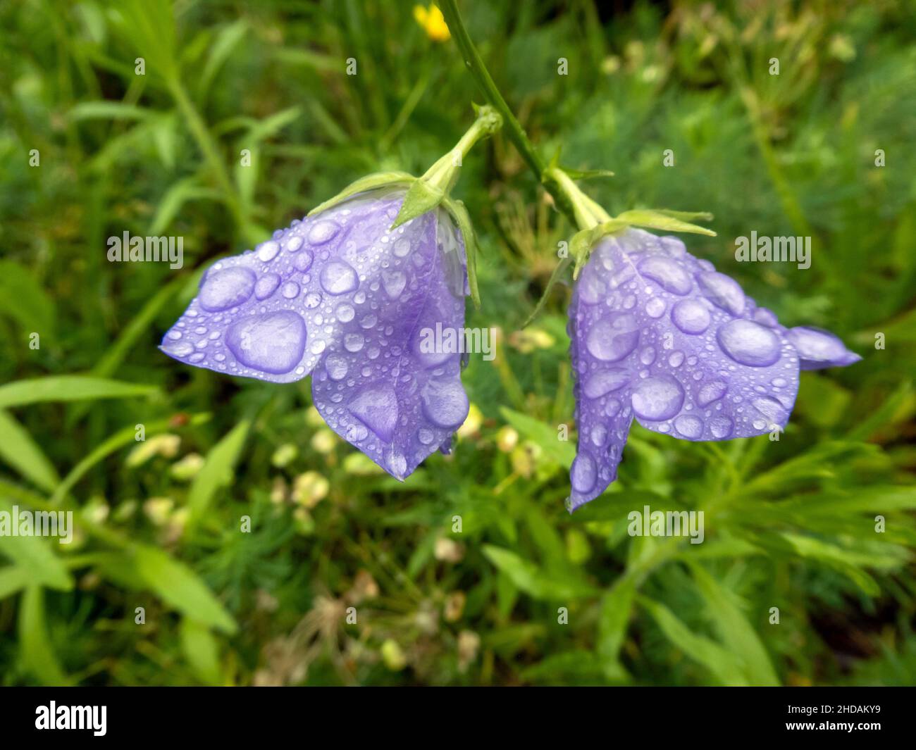 Blüten der Pfirsichblätter Glockenblume im Regen, Campanula persicifolia / Blüten der Pfirsichblättrigen Glockenblume im Regen, Campanula persicifolia Stockfoto
