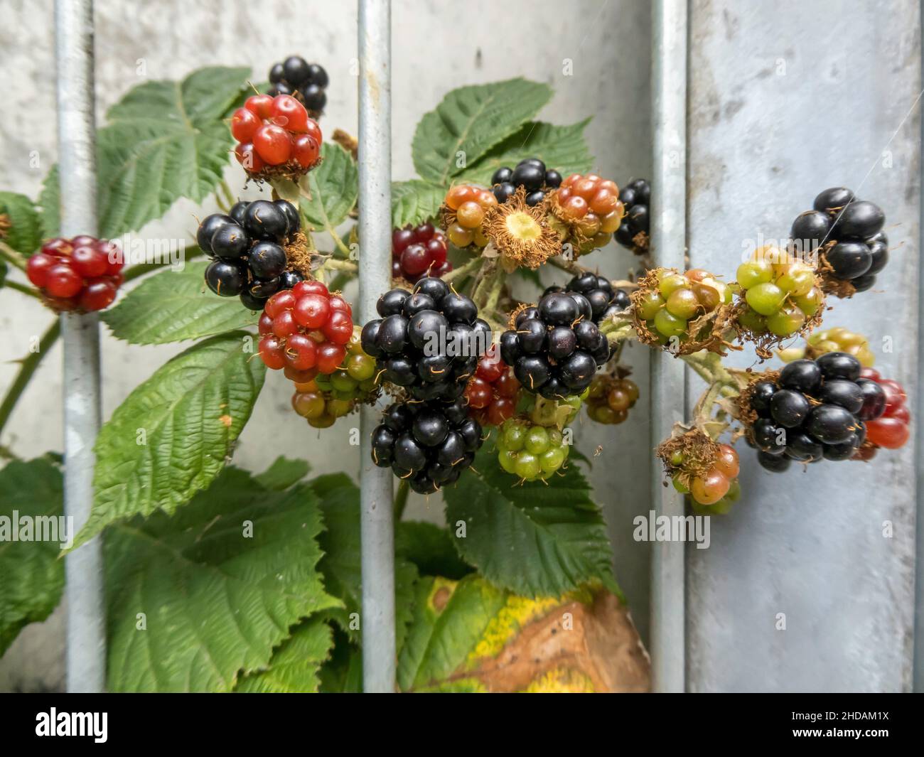 Brombeeren werden reif hinter Gitter, Rubus sp. / Brombeeren reifen hinter Gitter, Rubus sp. Stockfoto