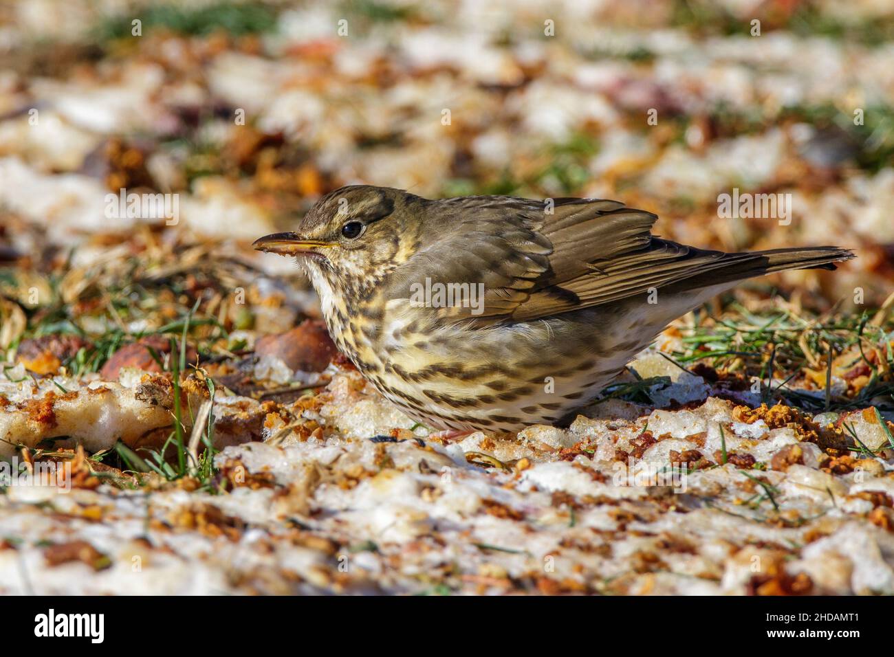 Singdrossel (Turdus Philomelos) Stockfoto