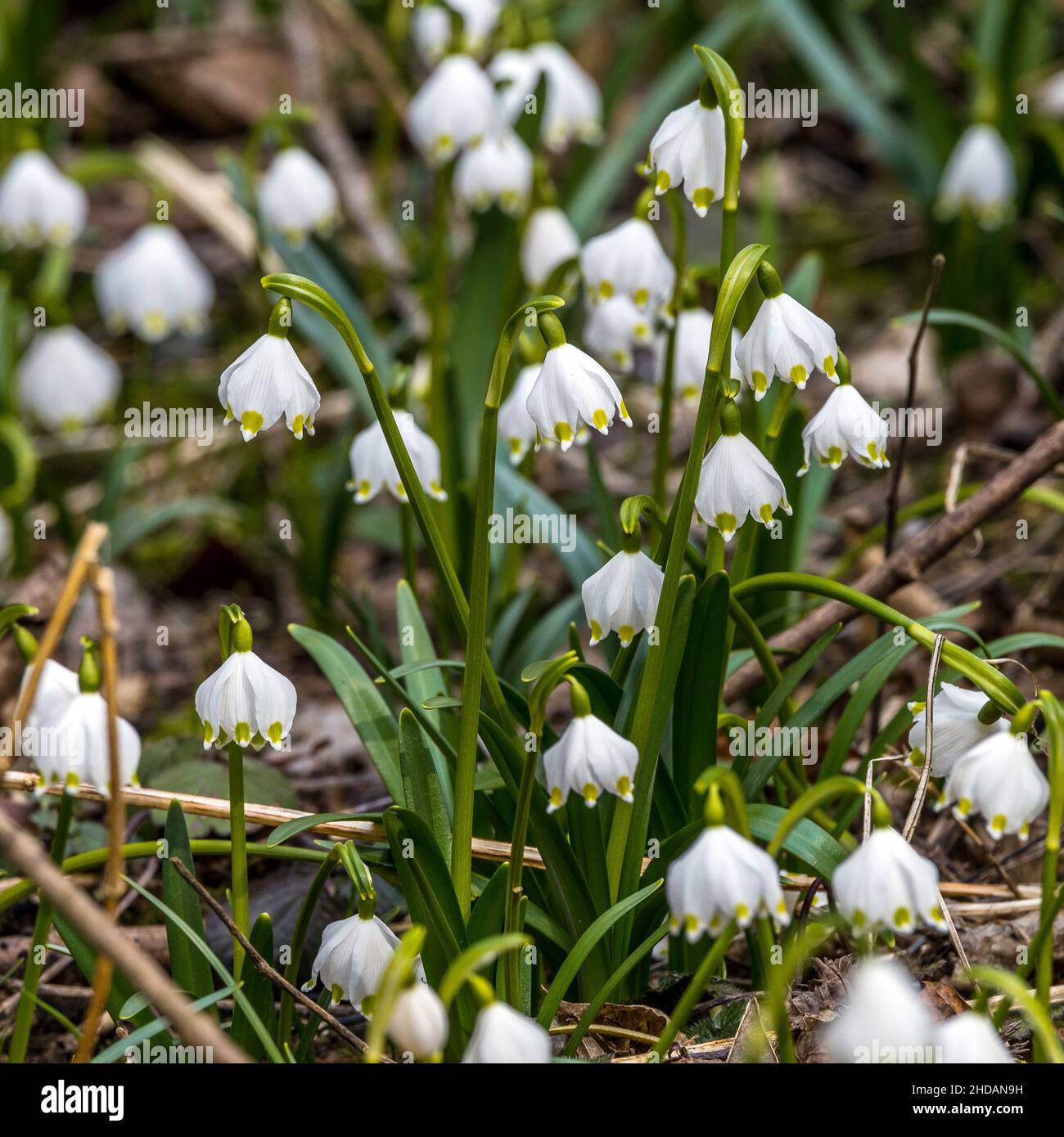 Märzenbecher (Leucojum vernum) Stockfoto