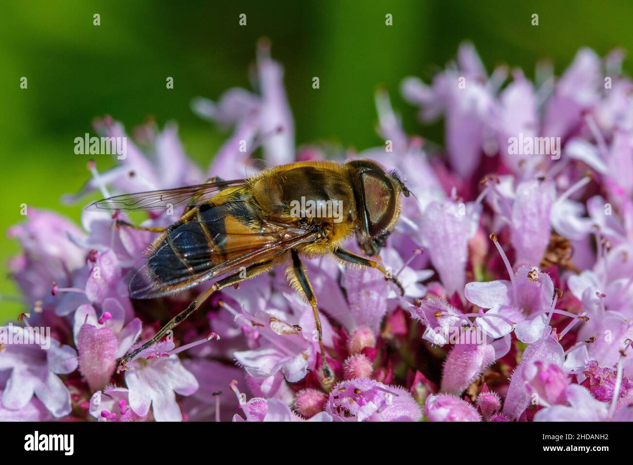 Mistbien (Eristalis tenax) Stockfoto