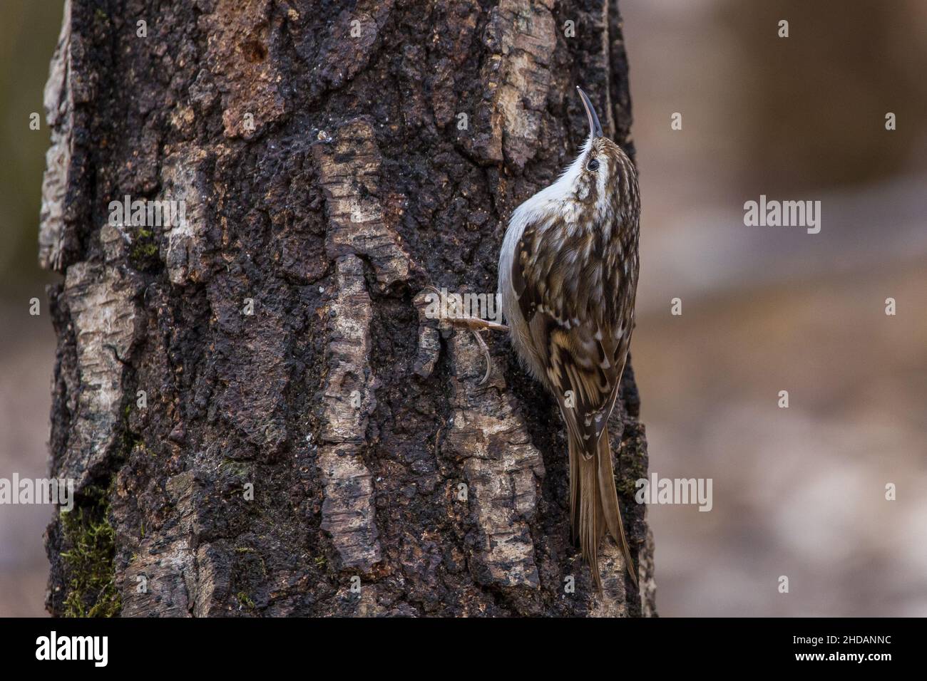 Waldbaumläufer (Certhia familiaris) Stockfoto