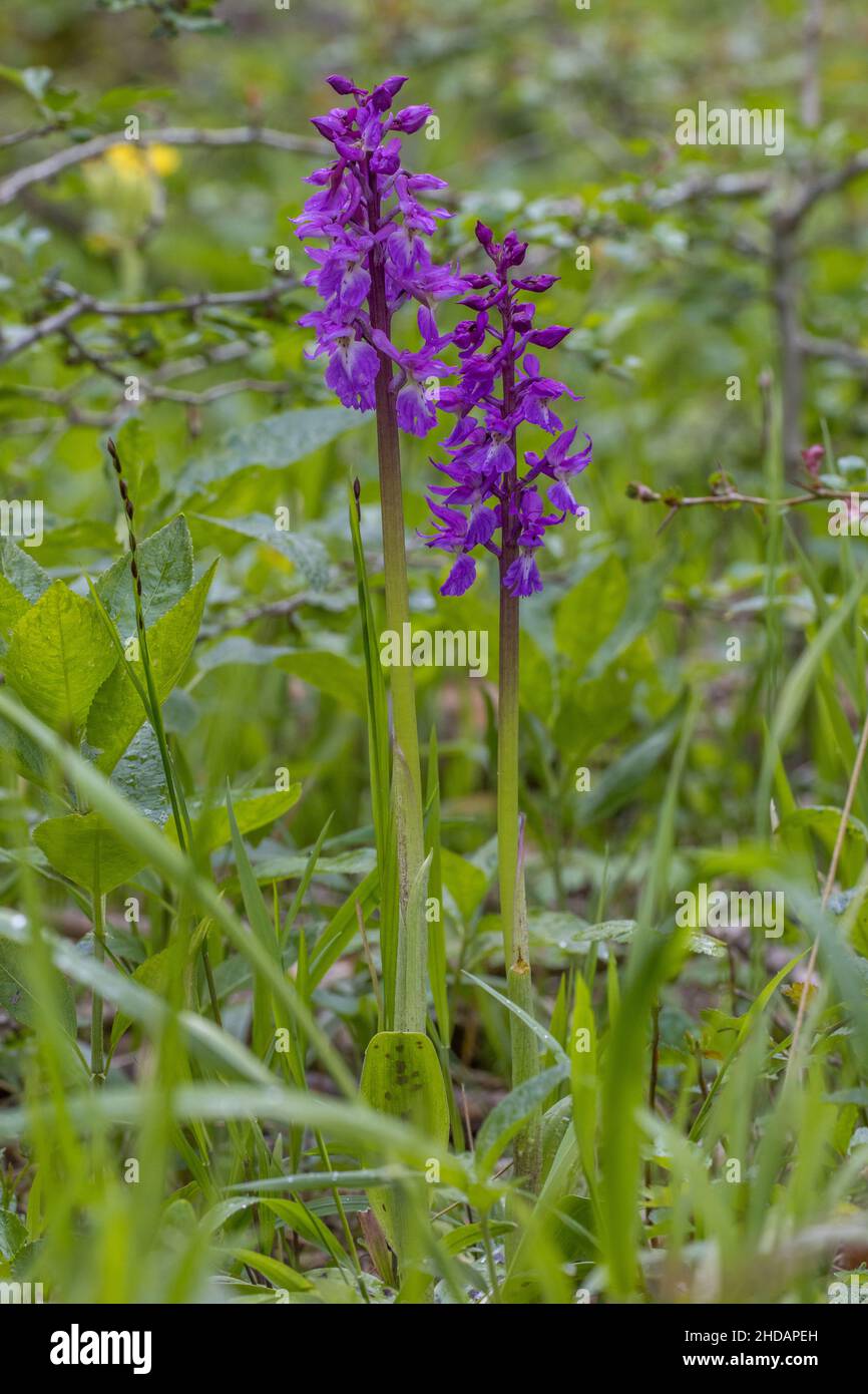 Mannsknabenkraut (Orchis Mascula) Stockfoto