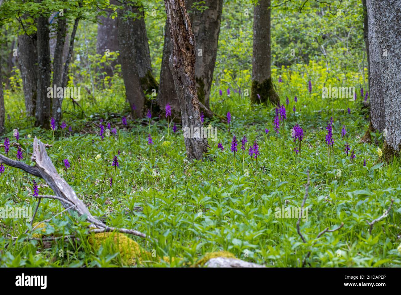 Mannsknabenkraut (Orchis Mascula) Stockfoto