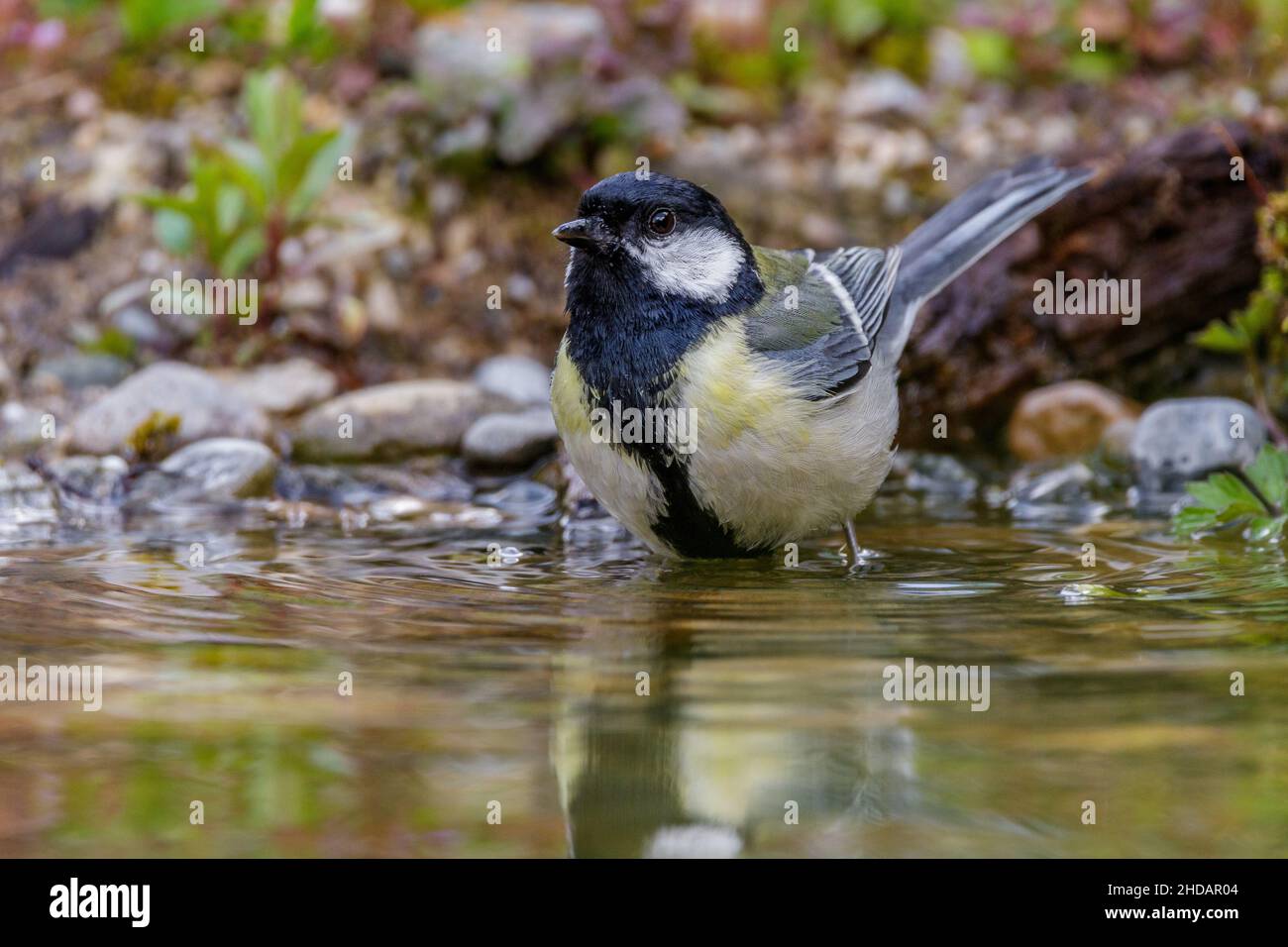 Kohlmeise (Parus großen) Stockfoto