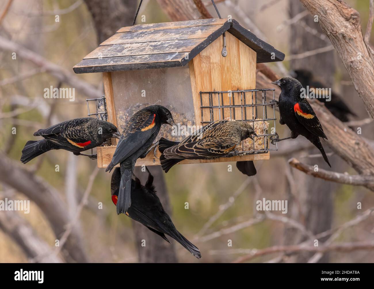 Schar der Rotflügelamsel, Agelaius phoeniceus, am Futterhäuschen, im Winter. New Mexico. Stockfoto