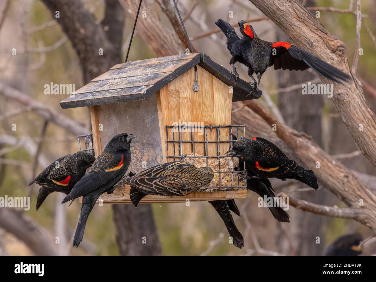 Schar der Rotflügelamsel, Agelaius phoeniceus, am Futterhäuschen, im Winter. New Mexico. Stockfoto