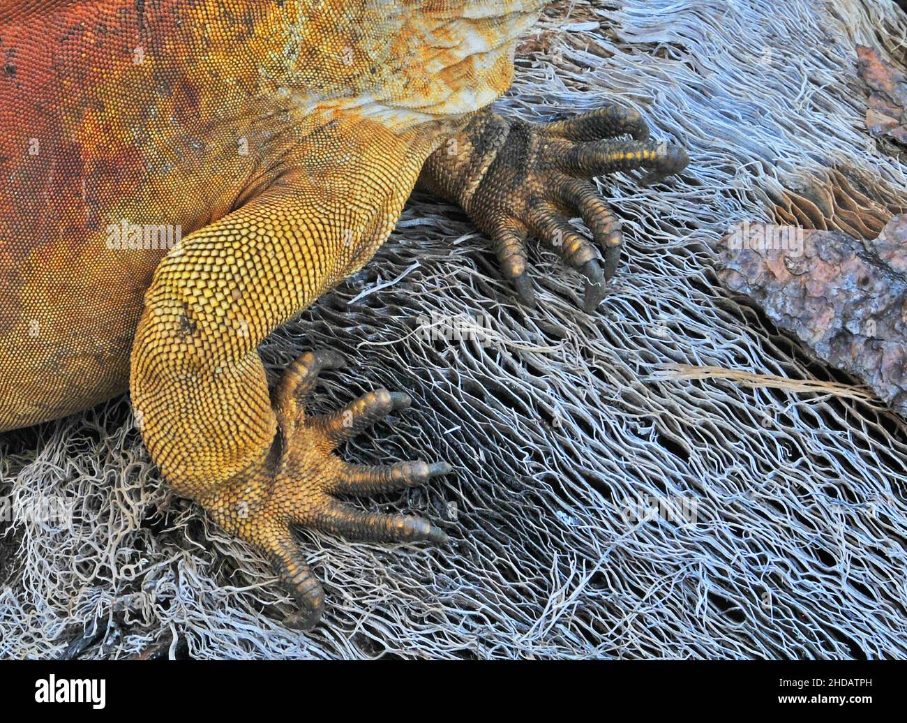 Details von Landiguana in der Charles Darwin Forschungsstation, Santa Cruz Insel, Galapagos Inseln, Ecuador Stockfoto