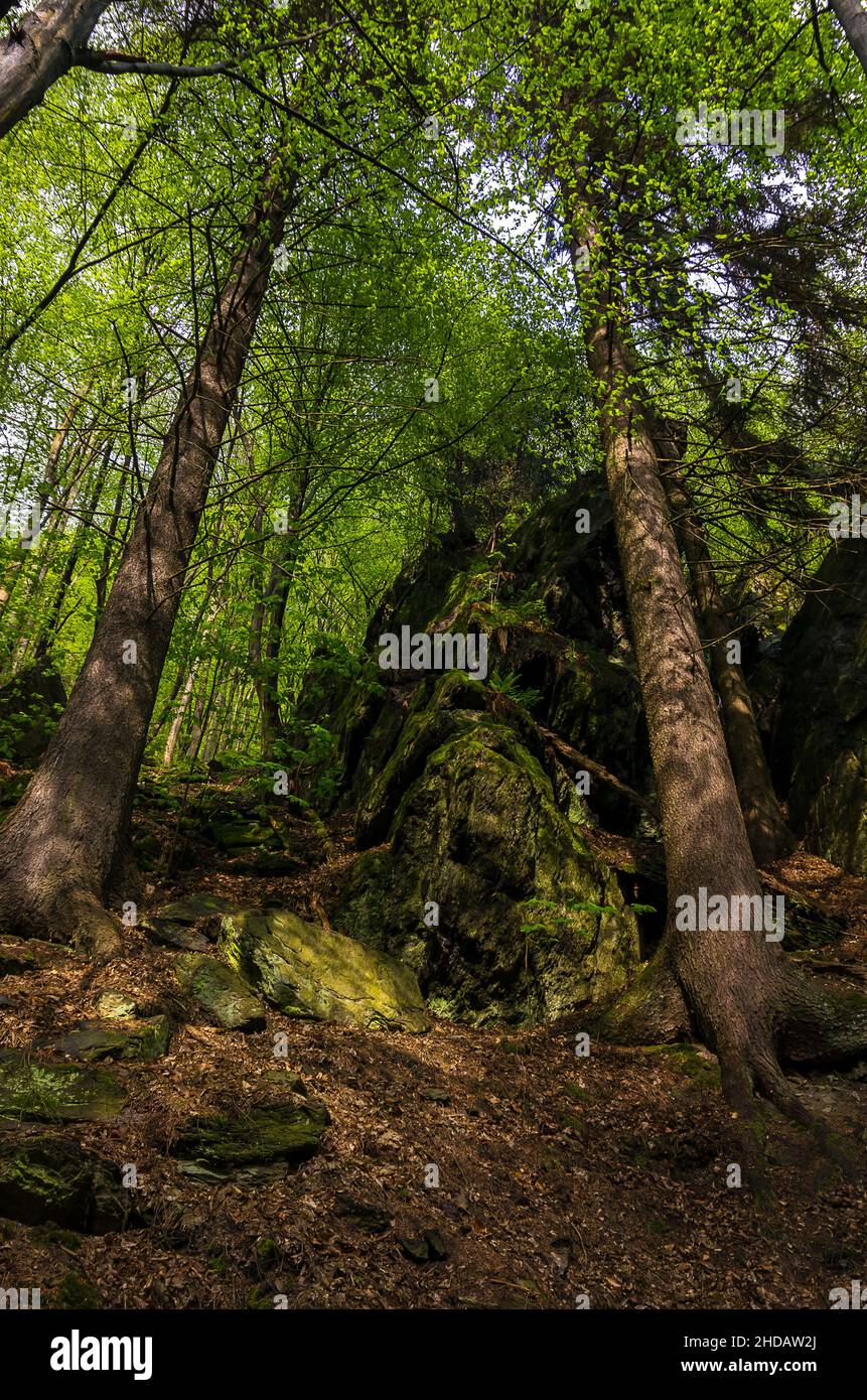 Vegetation am Rieger Trail außerhalb von Bitouchov, Böhmisches Paradies (Cesky Raj), Stredocesky kraj, Tschechische Republik. Stockfoto