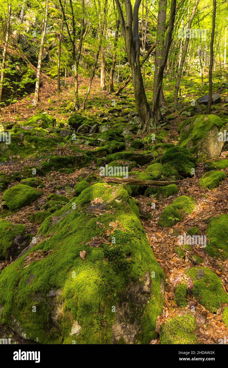 Vegetation am Rieger Trail außerhalb von Bitouchov, Böhmisches Paradies (Cesky Raj), Stredocesky kraj, Tschechische Republik. Stockfoto