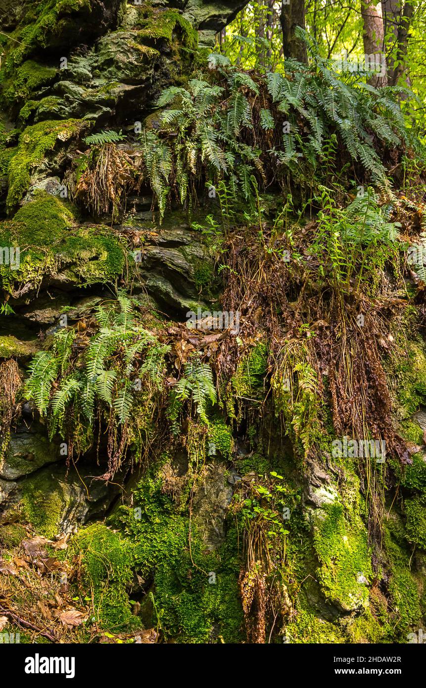 Vegetation am Rieger Trail außerhalb von Bitouchov, Böhmisches Paradies (Cesky Raj), Stredocesky kraj, Tschechische Republik. Stockfoto