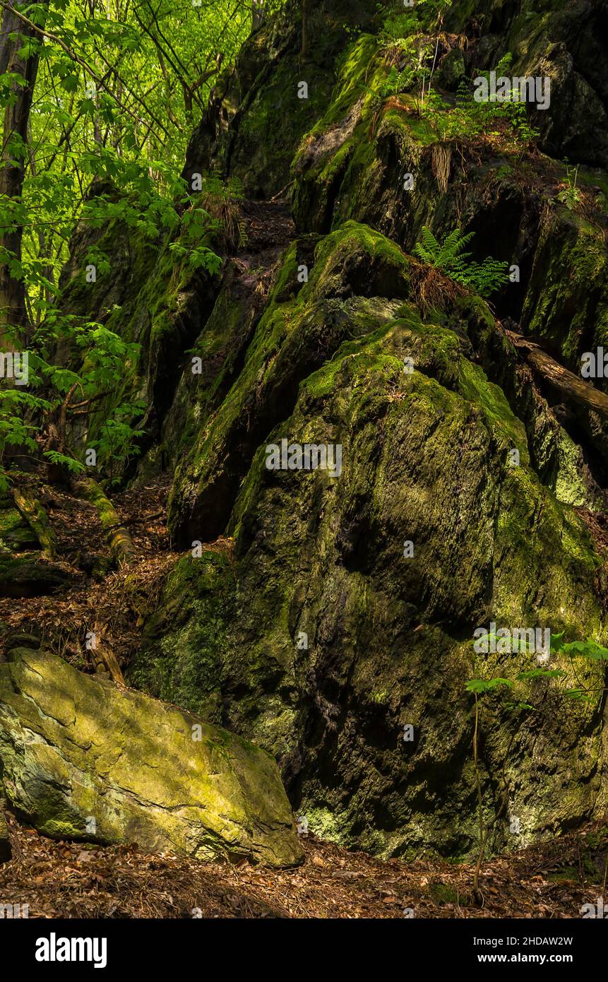 Vegetation am Rieger Trail außerhalb von Bitouchov, Böhmisches Paradies (Cesky Raj), Stredocesky kraj, Tschechische Republik. Stockfoto