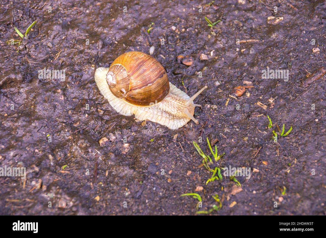 Römische Schnecke auf dem Weg auf einem feuchten dunklen erdigen Pfad in freier Wildbahn. Stockfoto