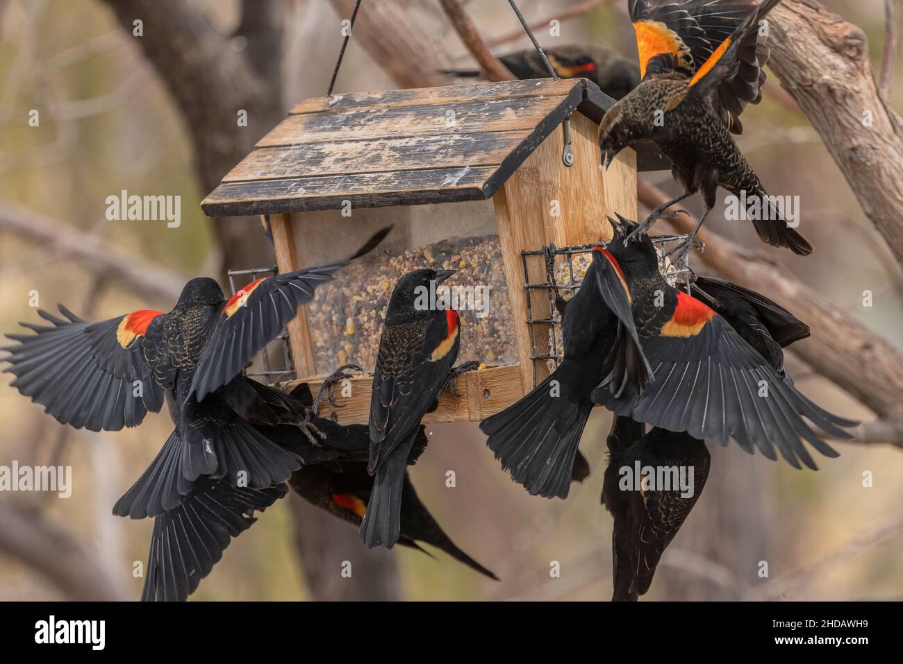 Schar der Rotflügelamsel, Agelaius phoeniceus, im Winter am Futterhäuschen. New Mexico. Stockfoto