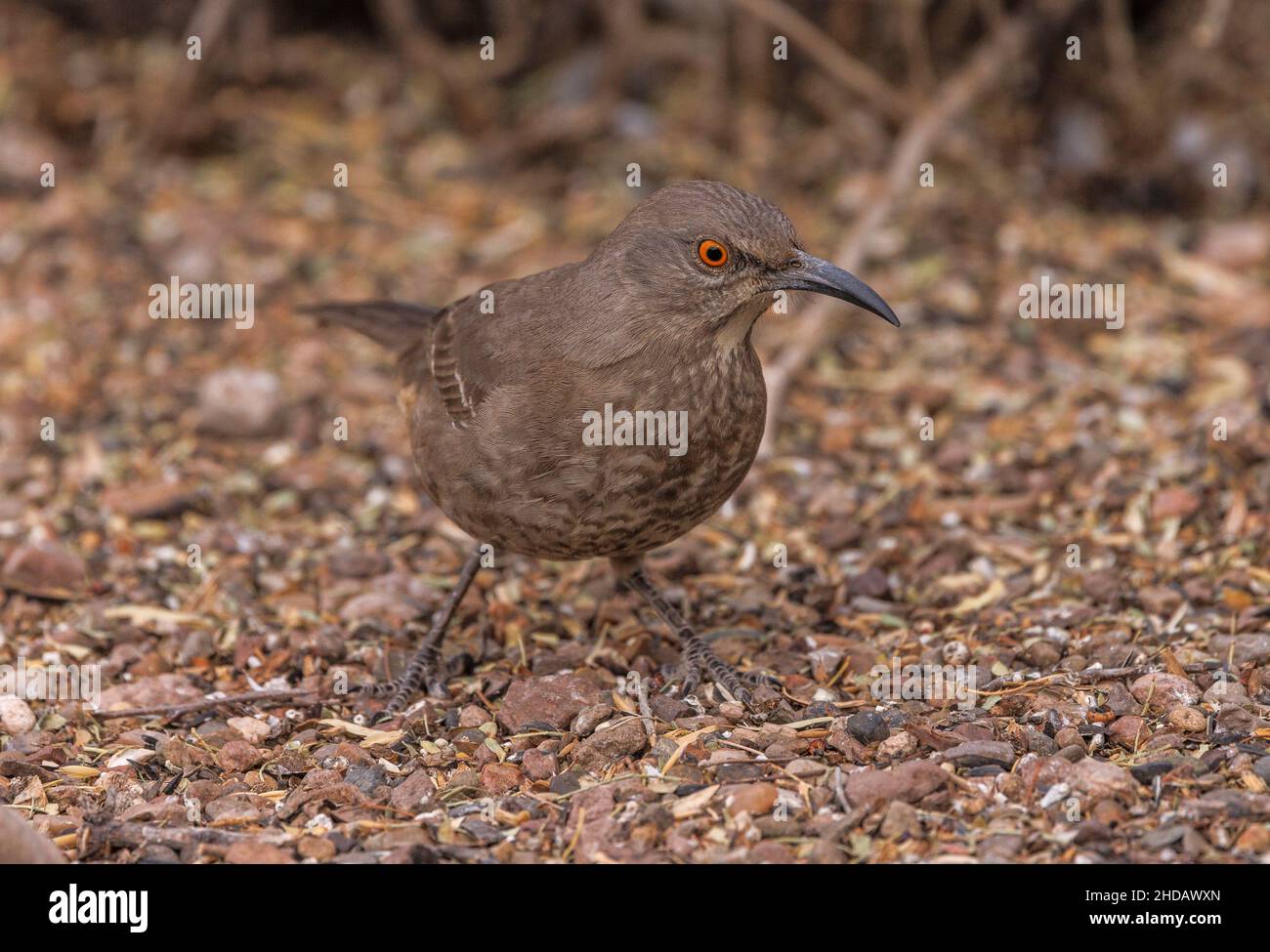Curve-billed thrasher, Toxostoma curvirostre, Fütterung am Boden unter dem Gartenvogelfutterhäuschen, New Mexico. Stockfoto