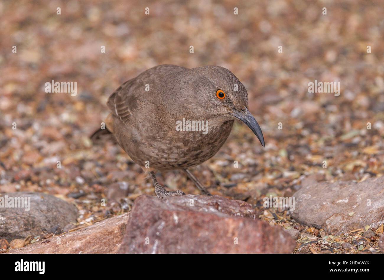 Curve-billed thrasher, Toxostoma curvirostre, Fütterung am Boden unter dem Gartenvogelfutterhäuschen, New Mexico. Stockfoto