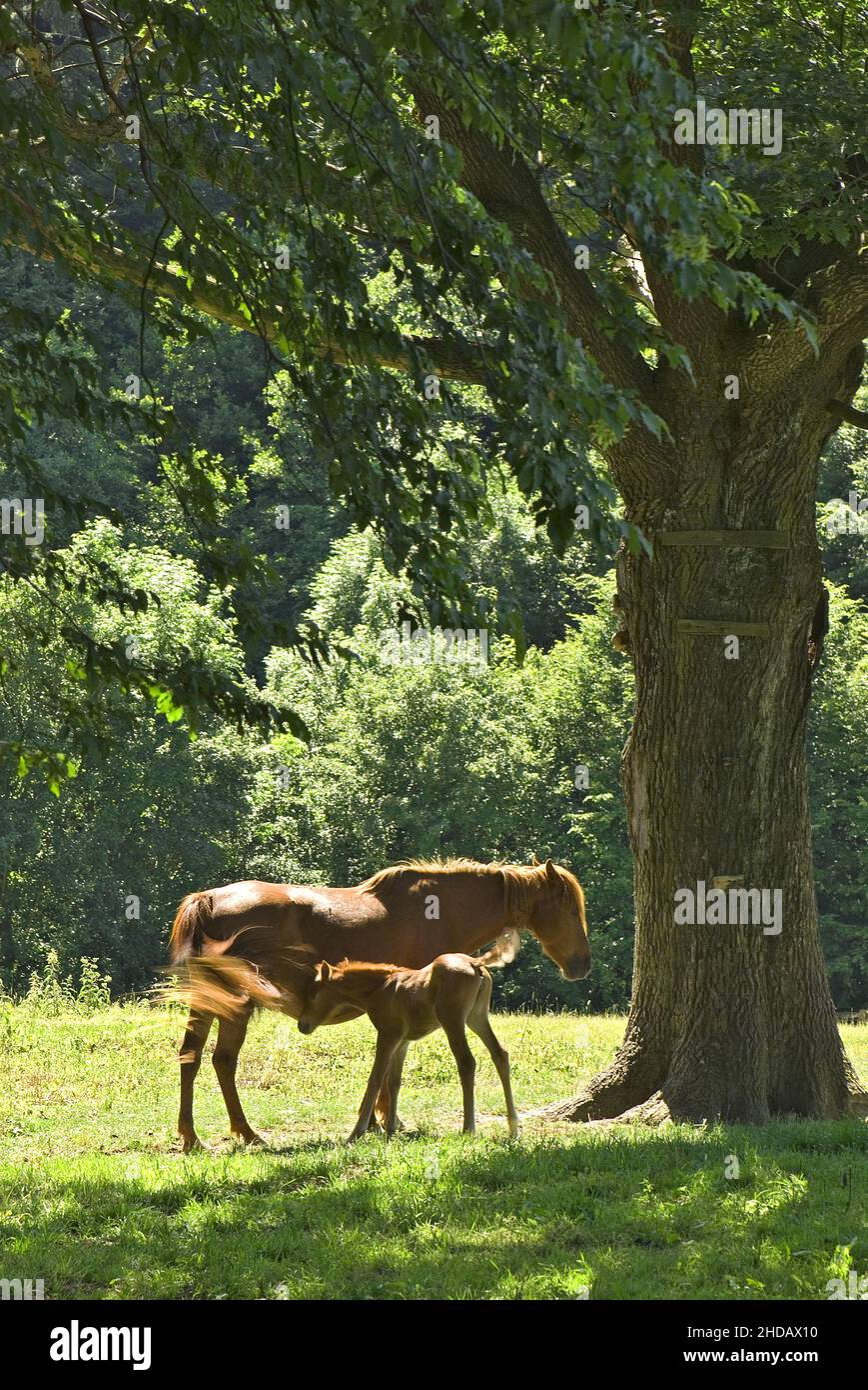 Das Pferd - Equus ferus caballus, beliebtes schönes großes Haustier auf der Weide, Zlin, Tschechische Republik. Stockfoto