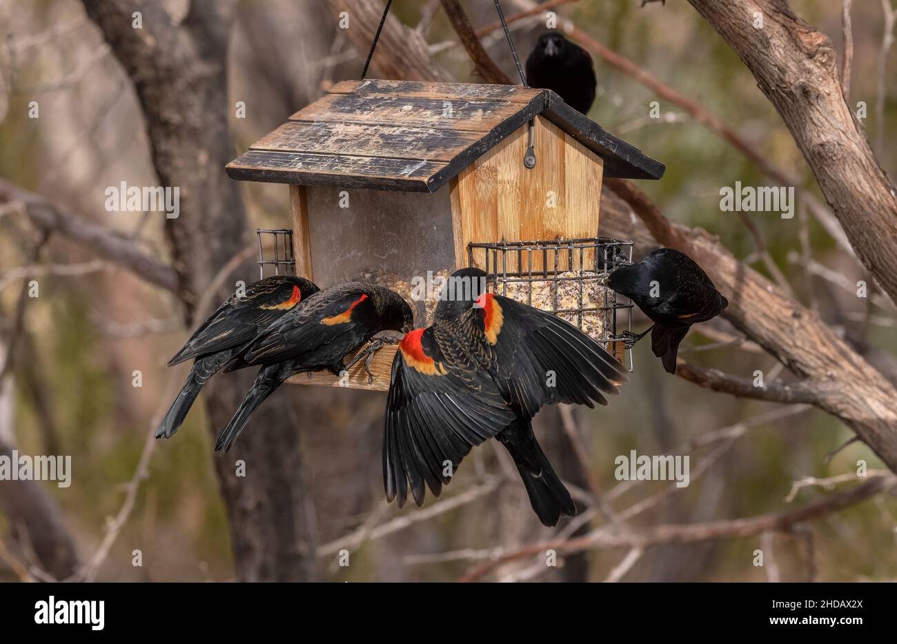 Schar von Rotflügelvögeln, Agelaius phoeniceus, im Winter am Futterhäuschen für Gartenvögel. New Mexico. Stockfoto