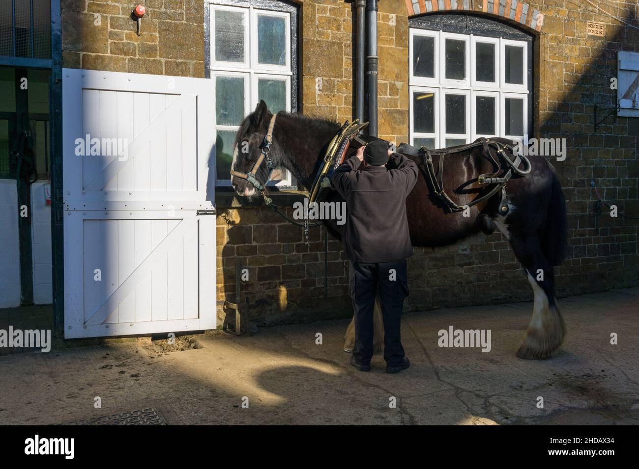 Ein Shire-Pferd, für die lokale Bierlieferung verwendet, Hook Norton Brewery, Oxfordshire, Großbritannien Stockfoto