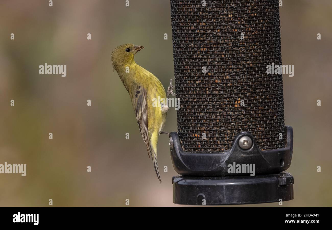 Kleiner Goldfink, Spinus psstria, füttert auf Gartenvogelfutterhäuschen. Stockfoto