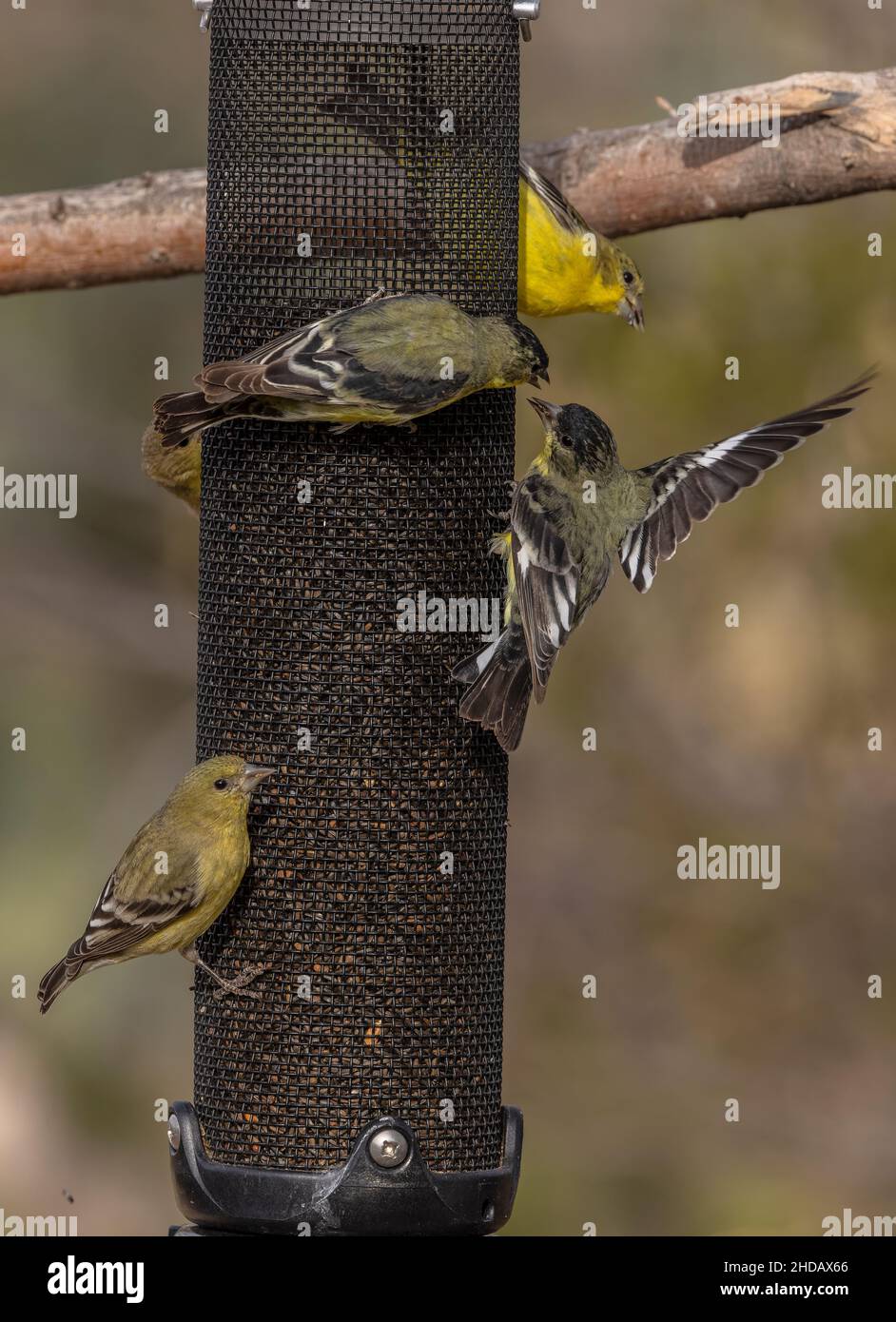 Kleine Goldfinken, Spinus psstria, Fütterung auf Gartenvogelfutterhäuschen. Stockfoto