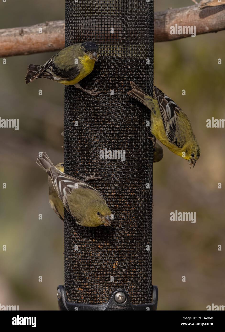 Kleine Goldfinken, Spinus psstria, Fütterung auf Gartenvogelfutterhäuschen. Stockfoto