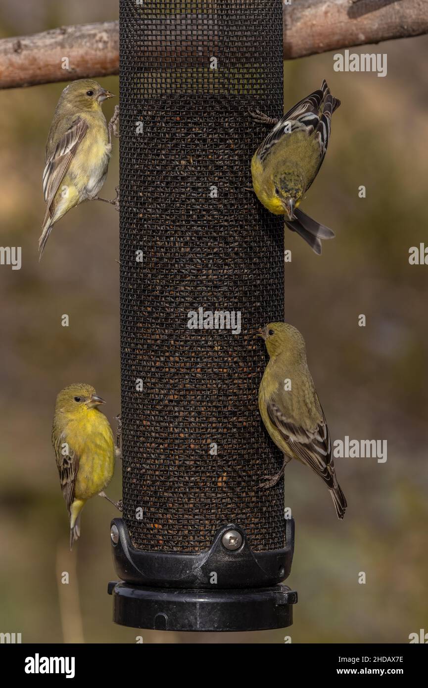Kleine Goldfinken, Spinus psstria, Fütterung auf Gartenvogelfutterhäuschen. Stockfoto