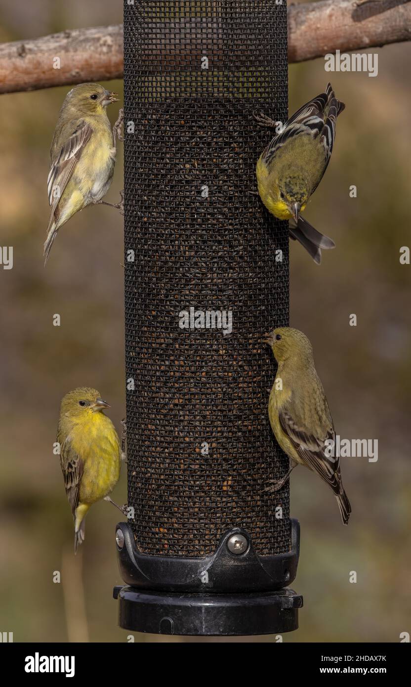 Kleine Goldfinken, Spinus psstria, Fütterung auf Gartenvogelfutterhäuschen. Stockfoto