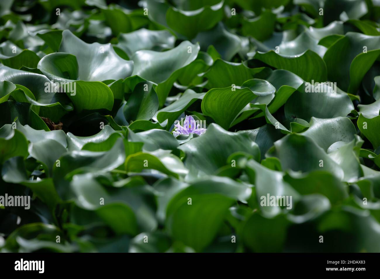 Gewöhnliche Wasserhyazinthe mit fleischigen grünen Blättern und einer malvenfarbenen Blume. Und einem geschwollenen Blattstiel Stockfoto