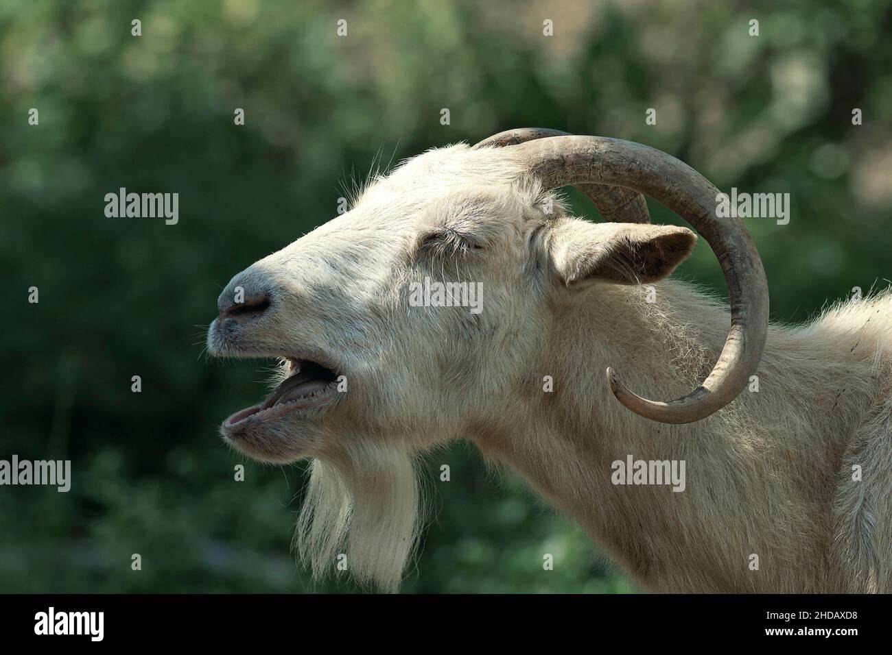 Porträt einer wütenden Ziege über grünem unfokussieren Hintergrund Stockfoto