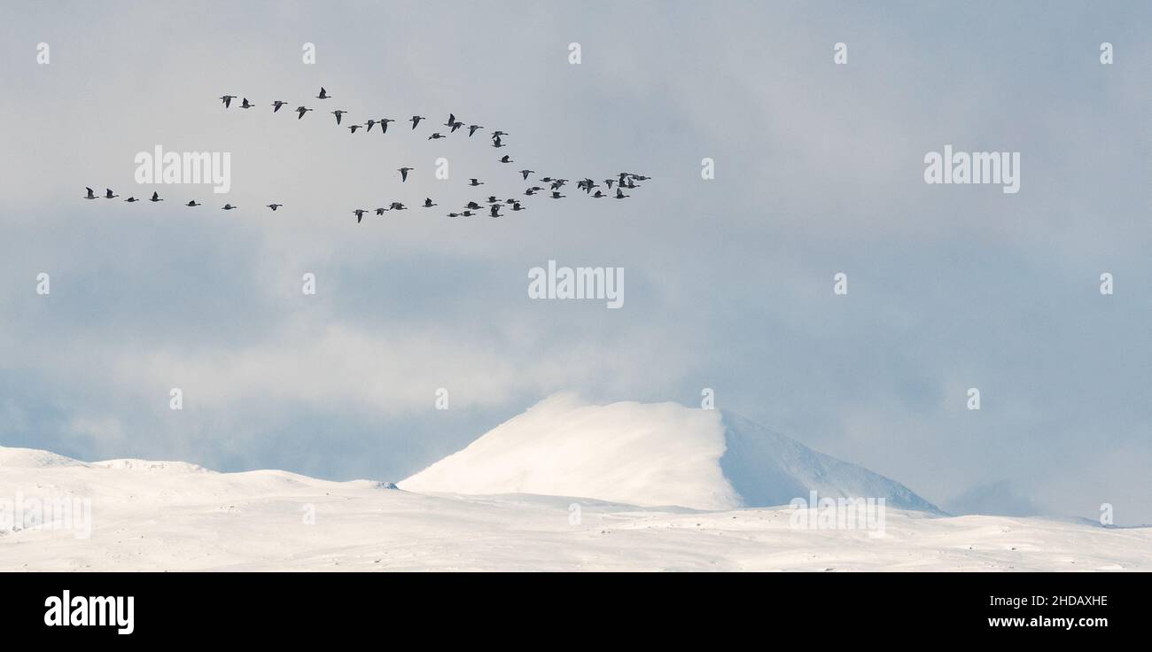 Ben Lomond im Winter, mit Schnee bedeckt mit einer Herde von Graugänsen, die vorbeifliegen - Schottland, Großbritannien Stockfoto