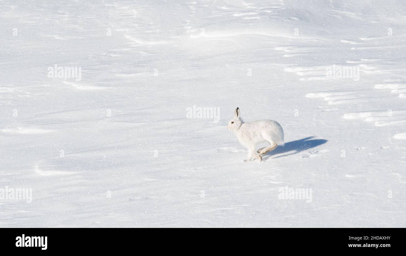 Mountain Hare - Lepus timidus - Laufen über Schnee im Winter - Cairngorm Mountain, Schottland, UK Stockfoto