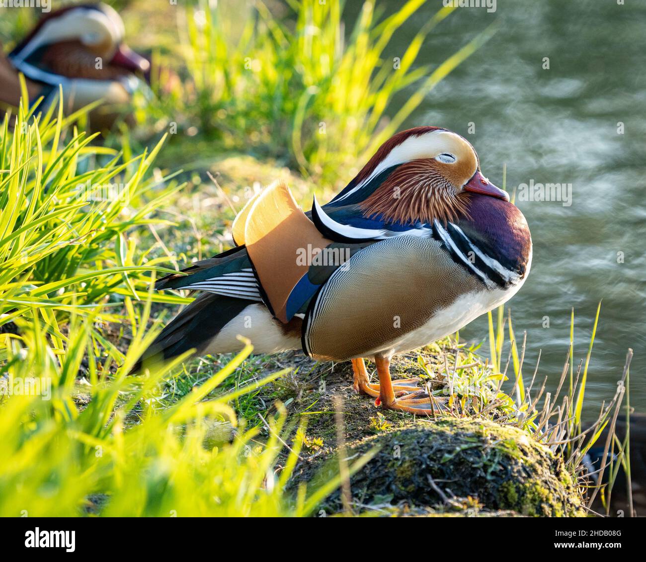 Mandarinente auf grünem Gras während des Tages mit einem Hintergrund einer anderen Mandarinente Stockfoto
