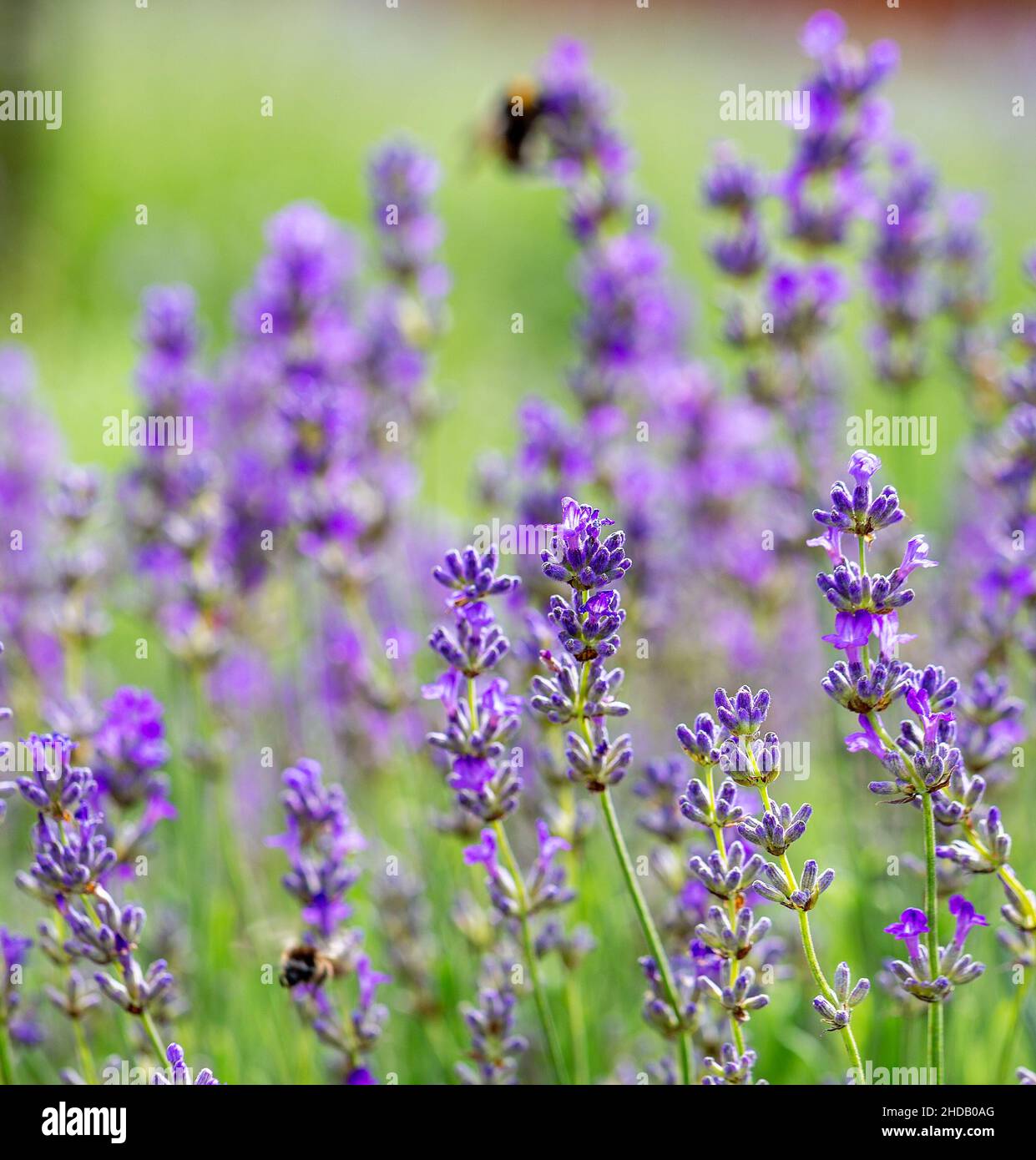 Lila Lavendel blüht an sonnigen Tagen. Selektiver Fokus Stockfoto