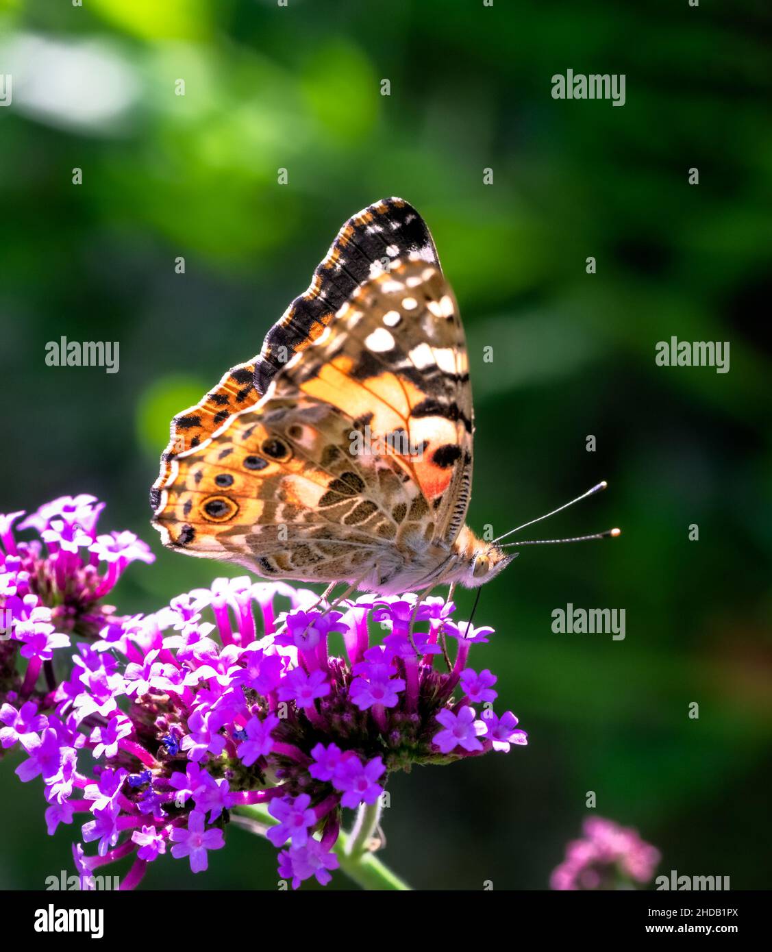 Makro einer getönten Dame Schmetterling auf einem lila Schmetterlingsbusch Stockfoto