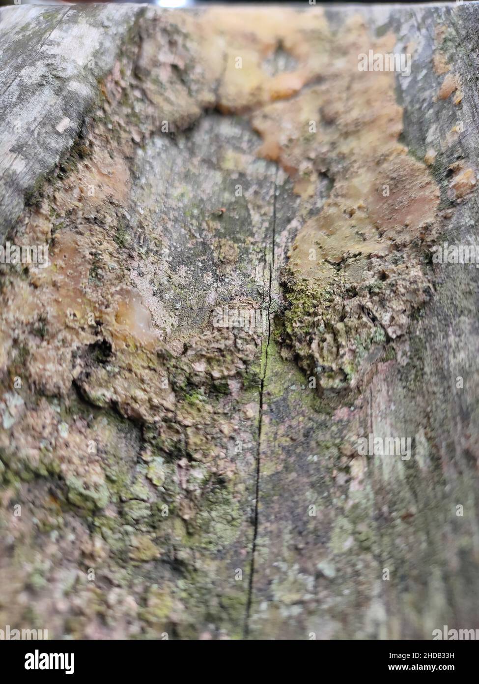 Robustes und verwitterndes Holz in Nahaufnahme Stockfoto