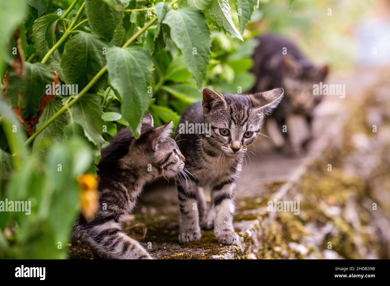 Babykatzen unter grünen Pflanzen Stockfoto