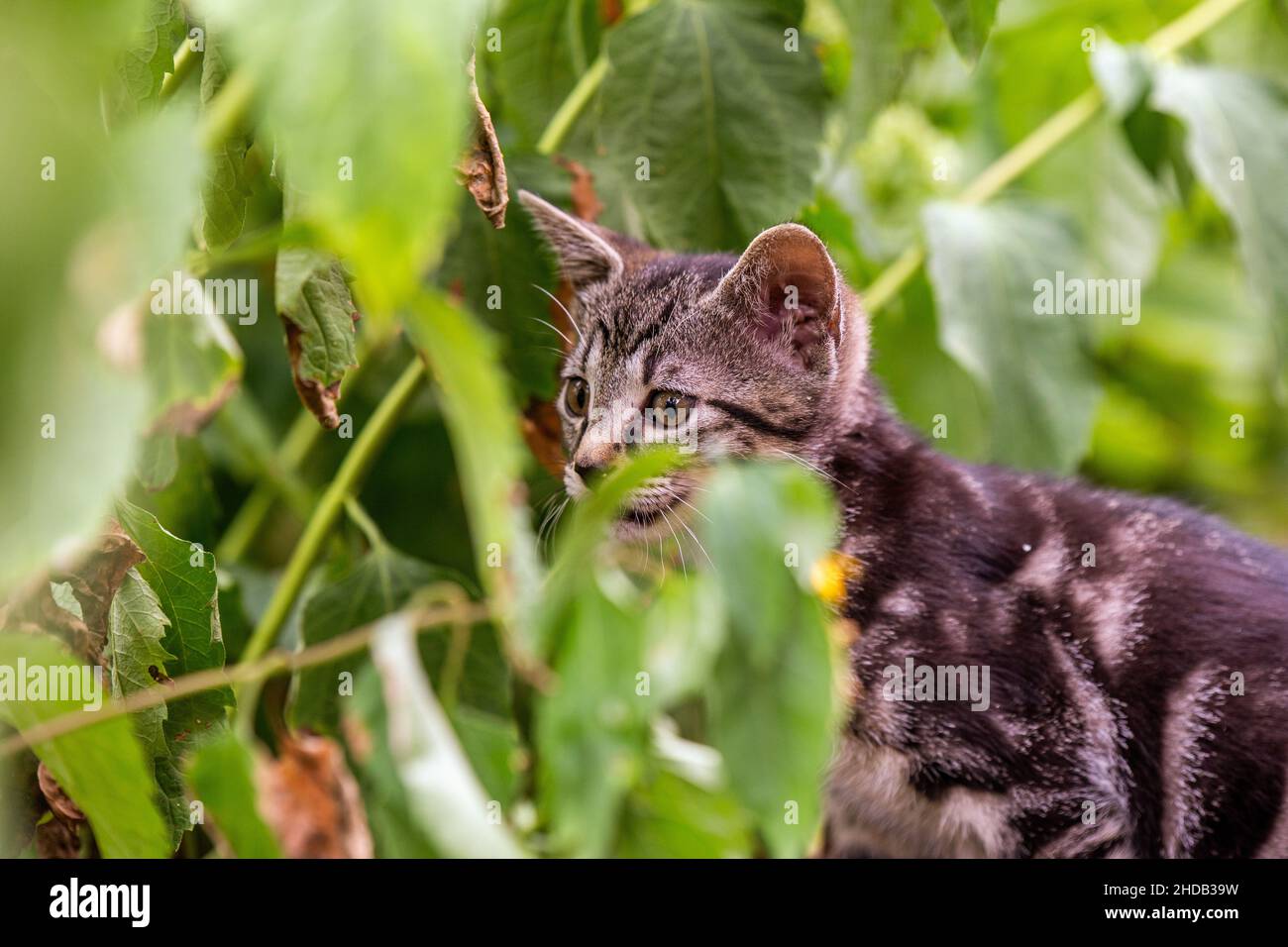 Babykatze schaut durch Pflanzen Stockfoto