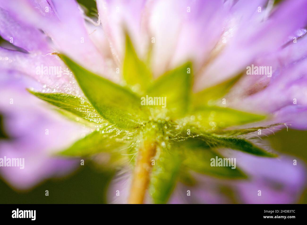 Wildblumenfeld scheußliche Blume von unten lila und blaue Farbe im Makro-Detail. Mehrjährige Pflanze in Wiesen gesehen. Stockfoto