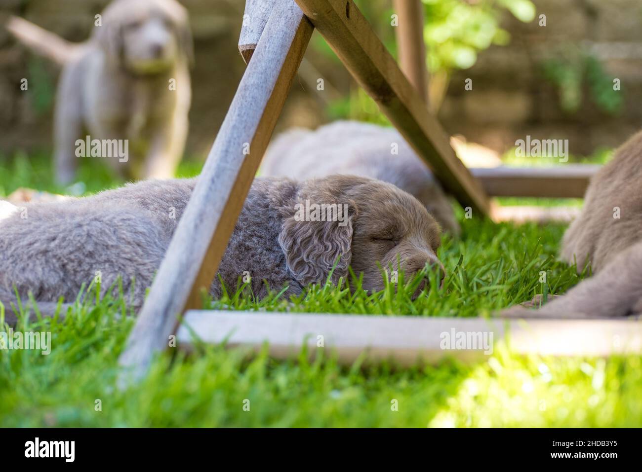 Langhaarige Weimaraner Welpen spielen mit ihren Geschwistern auf einer grünen Wiese. Stammbaum lange Haare Weimaraner Welpen. Kleine graue Babyhunde im Sommer g Stockfoto