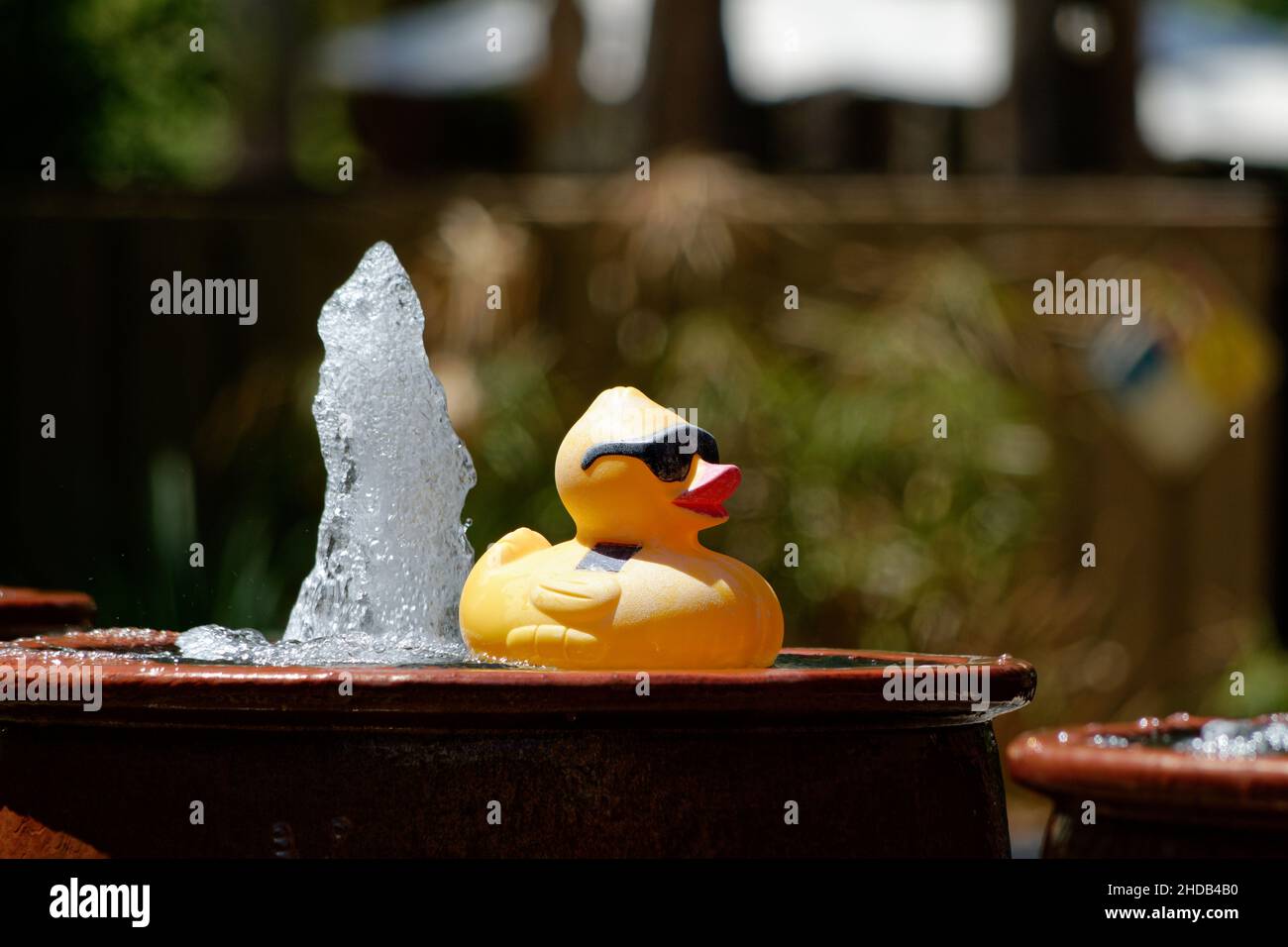 Eine Gummiente genießt die Sonne in einem kleinen Brunnen. Stockfoto