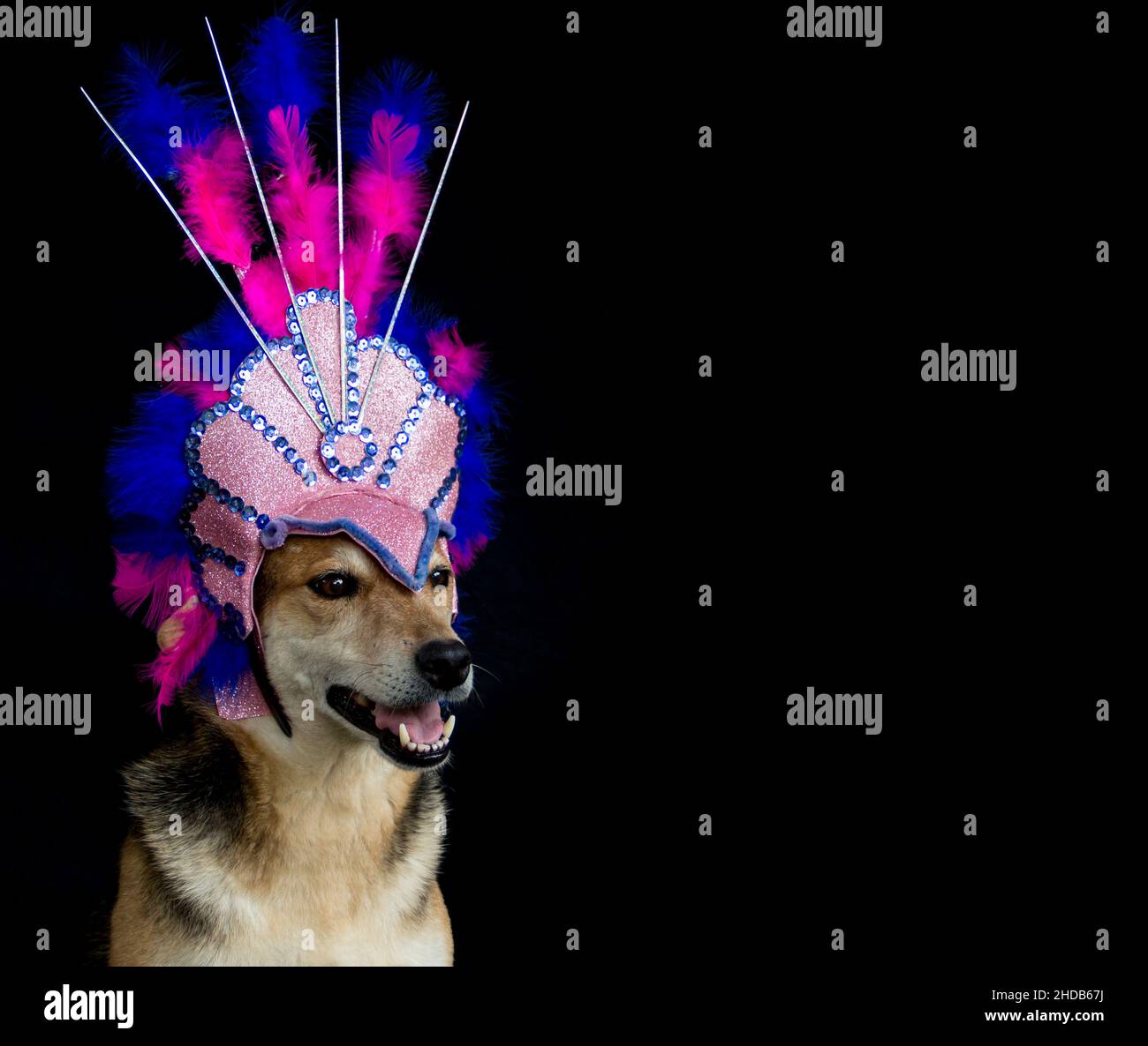 Porträt eines für den Karneval gekleideten Hundes mit Federn, Pailletten und Glitzern auf schwarzem Hintergrund Stockfoto