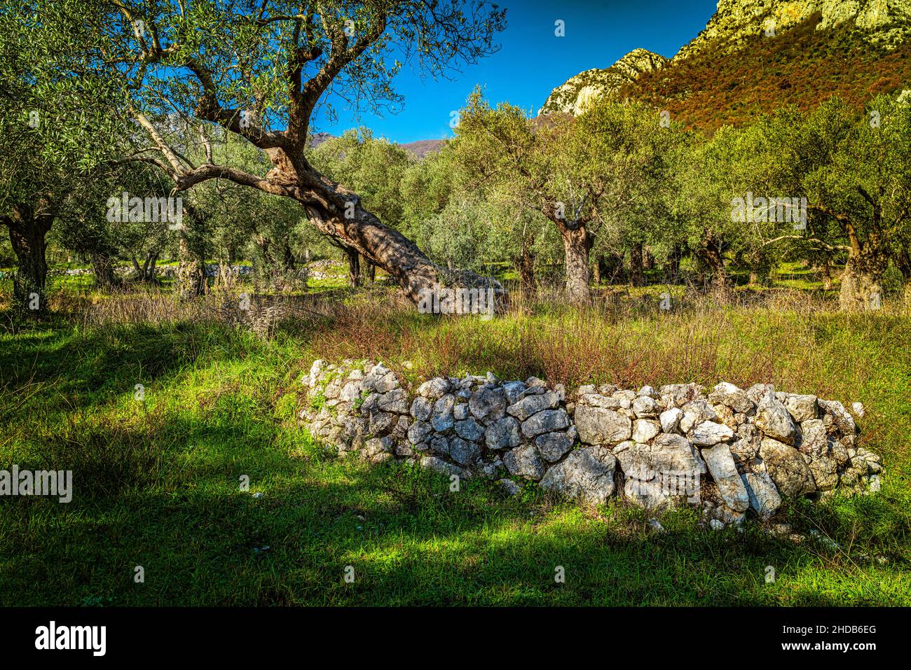 Weltliche Olivenbäume im Naturpark Parco dell'olivo in Venafro. Venafro, Provinz Isernia, Molise, Italien, Europa Stockfoto