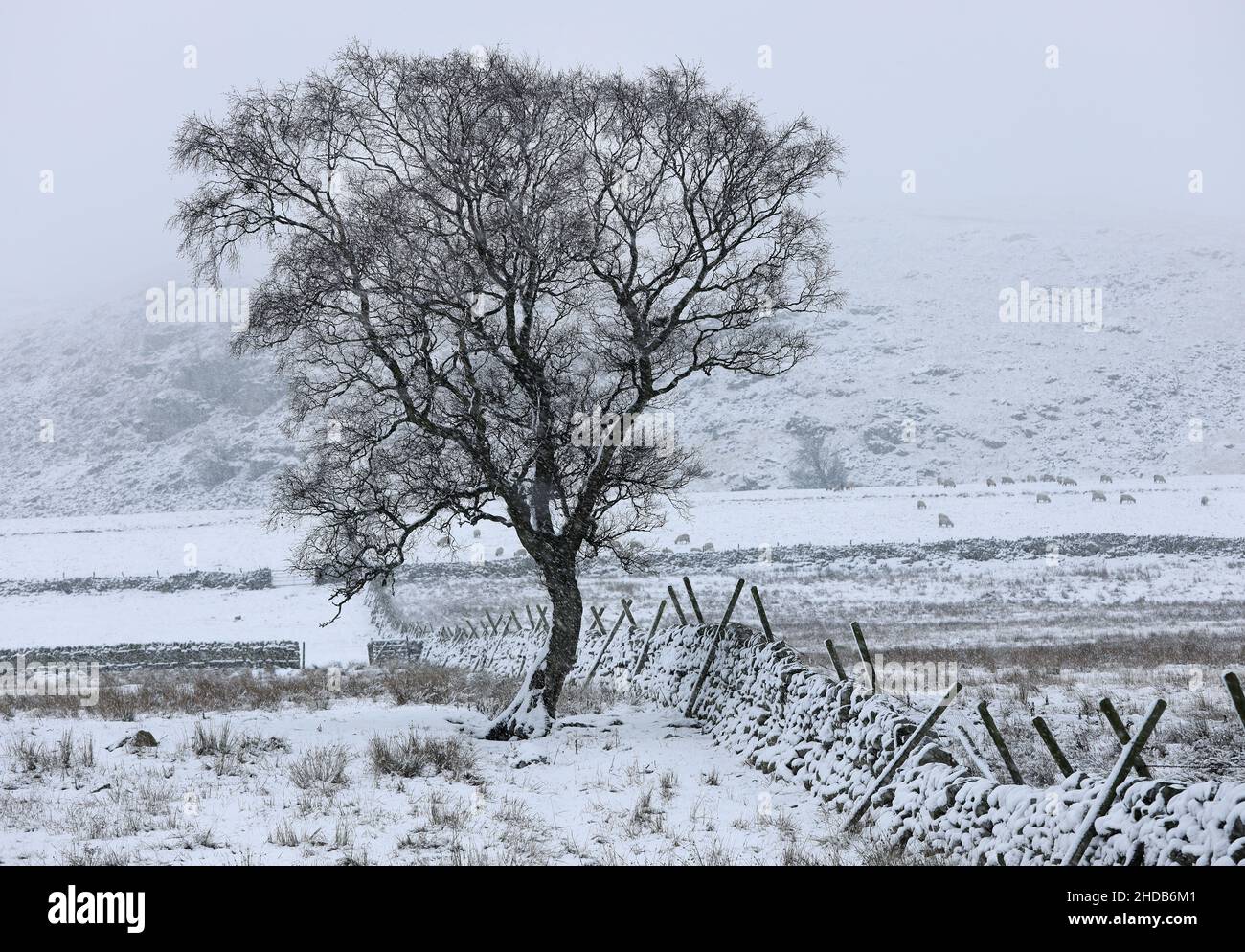 Heavy Snow and Lone Birch Tree, Upper Teesdale, County Durham, Großbritannien Stockfoto